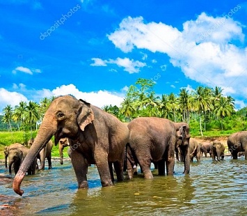 Мульти активный тур «Солнечная Шри-Ланка»
